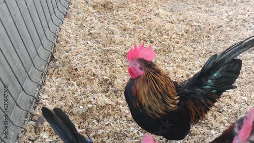 A chicken stands and moves around in a poultry yard. The ground is covered with wood shavings that provide a soft surface. The chicken has colorful feathers and is exploring its surroundings. 