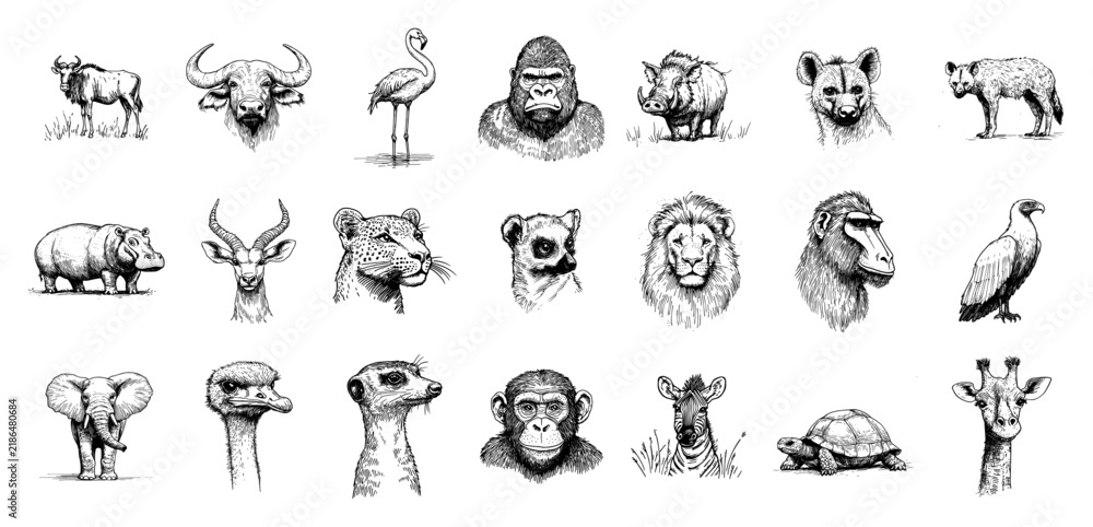 Fototapeta premium African wildlife animal collection with lion elephant gorilla and giraffe in hand drawn doodle style