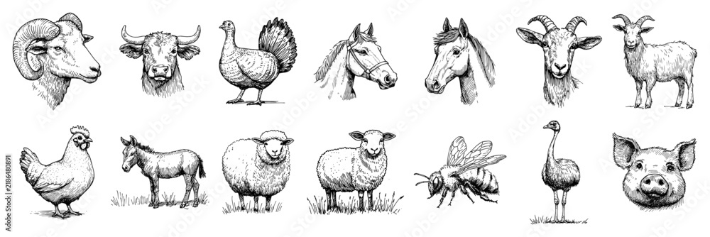 Obraz premium Farm animal portraits and livestock collection in vintage engraving style