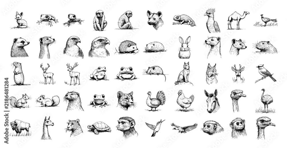 Obraz premium Animal mega collection with various species and birds in vintage sketch style