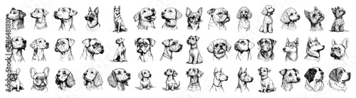 Dog breeds portraits collection showing various canine head profiles in vintage sketch style