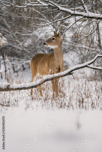 Deer in a winter landscape