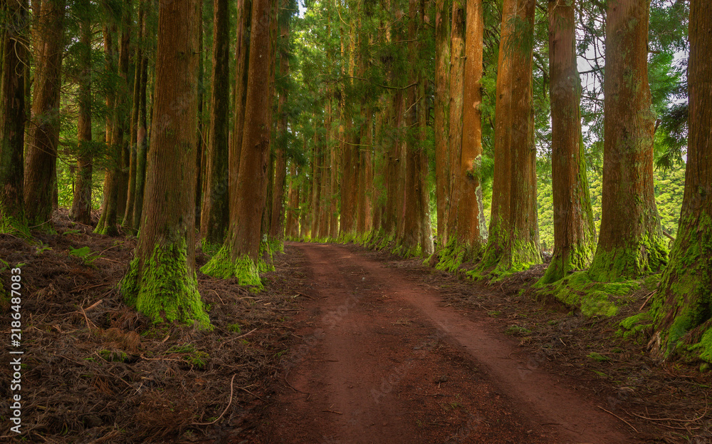 Fototapeta premium Dense forest in Viveiro da Falca, Terceira Island, Azores, with moss-covered tree trunks creating a lush green woodland atmosphere in this natural reserve