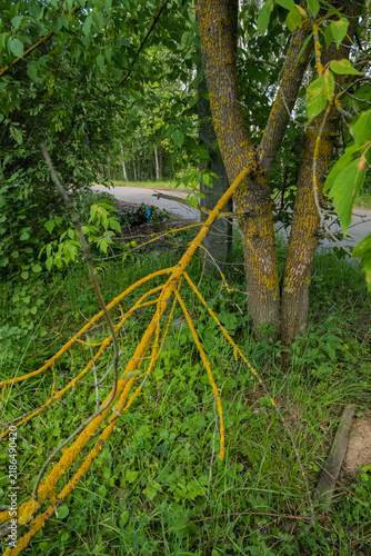 Branch covered in yellow lichen near a tree beside a road in a forest area during daylight hours