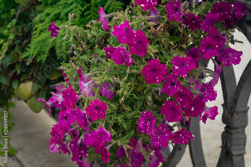 Colorful flowers growing on a metal railing in a garden during springtime