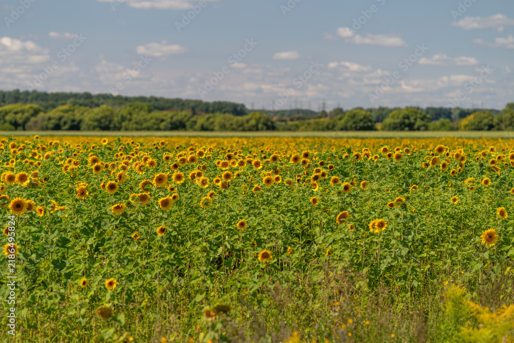 Fototapeta premium Vibrant sunflowers stretch across a sunlit field under a clear blue sky in the warmth of summer creating a breathtaking floral tapestry
