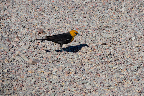 Yellow-headed blackbird, Nevada