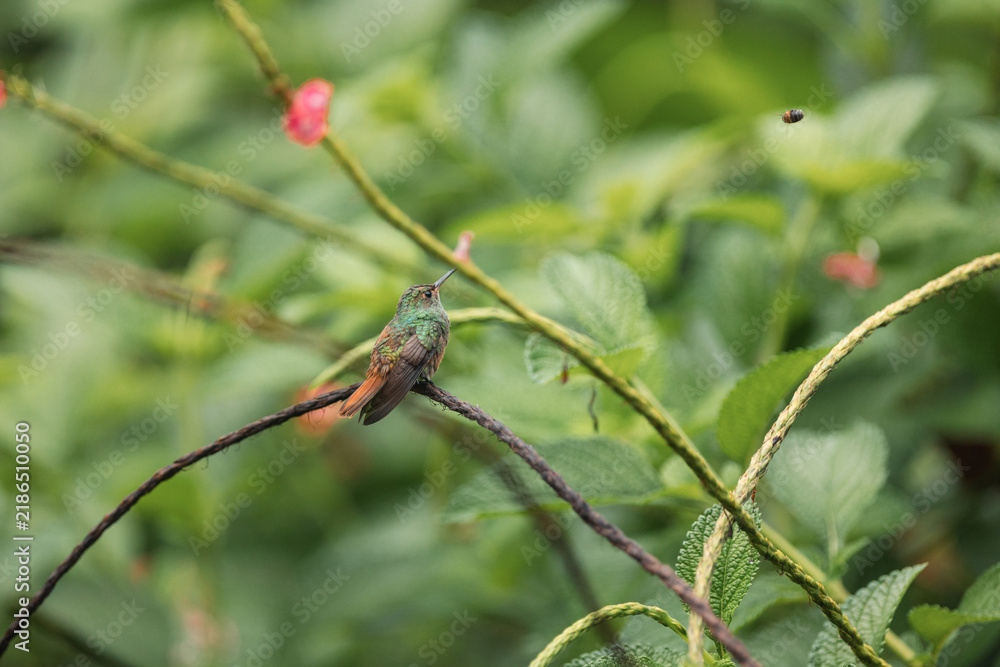 Obraz premium Rufous-tailed hummingbird perching on vine in nature