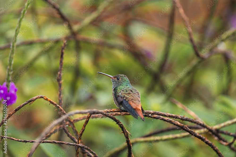 Obraz premium Hummingbird perching on branch in lush green garden