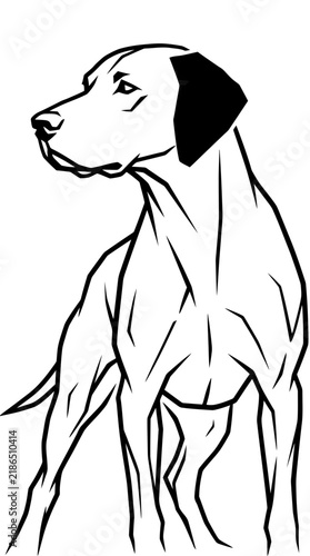 Vector illustration of a hunting dog standing alert in a minimalist black and white style.