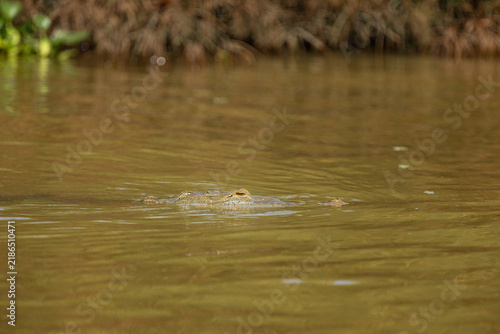 Crocodile predator camouflaging while swimming in murky water