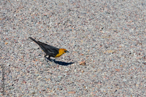 Yellow-headed blackbird, Nevada