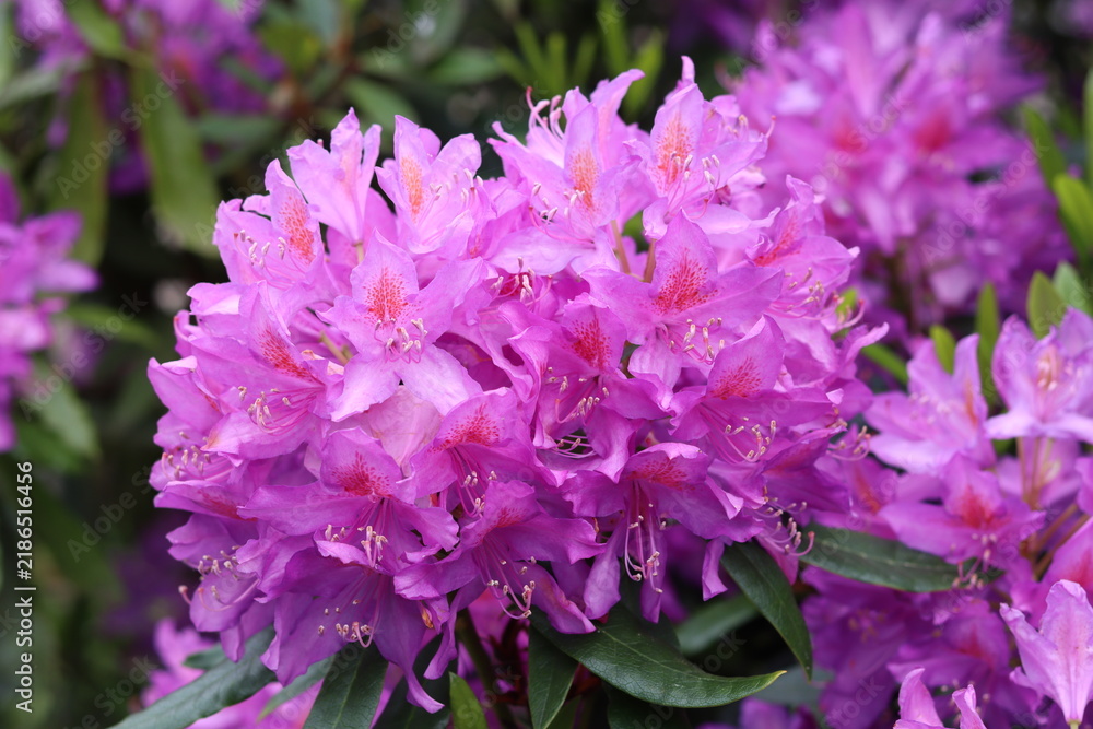 Fototapeta premium Rhododendron flowers in a garden in spring