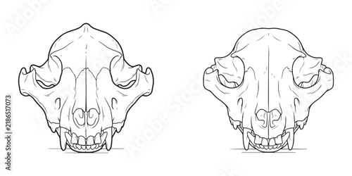Bear skull detailed line art drawing in two line weight variations for veterinary and anatomy study.