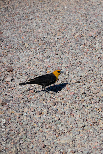 Yellow-headed blackbird 