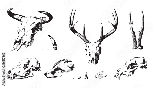 Animal skulls and bones including deer and dog skulls for halloween or decoration vector art.