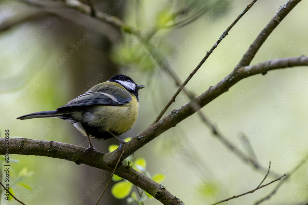 Fototapeta premium Adult great tit perched on a branch