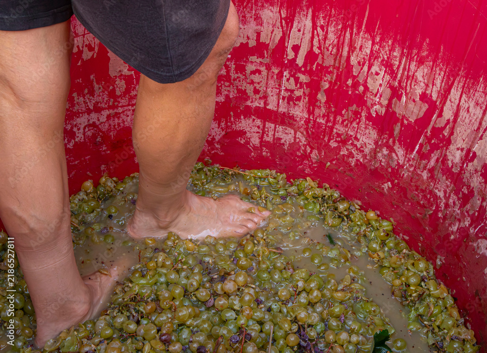 Obraz premium Person stomping on white grapes in a red tub filled with grape juice during a grape harvesting event