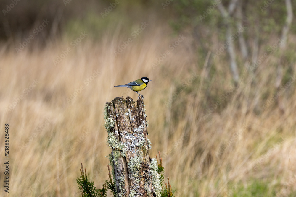 Fototapeta premium Adult great tit on a lichen-covered post