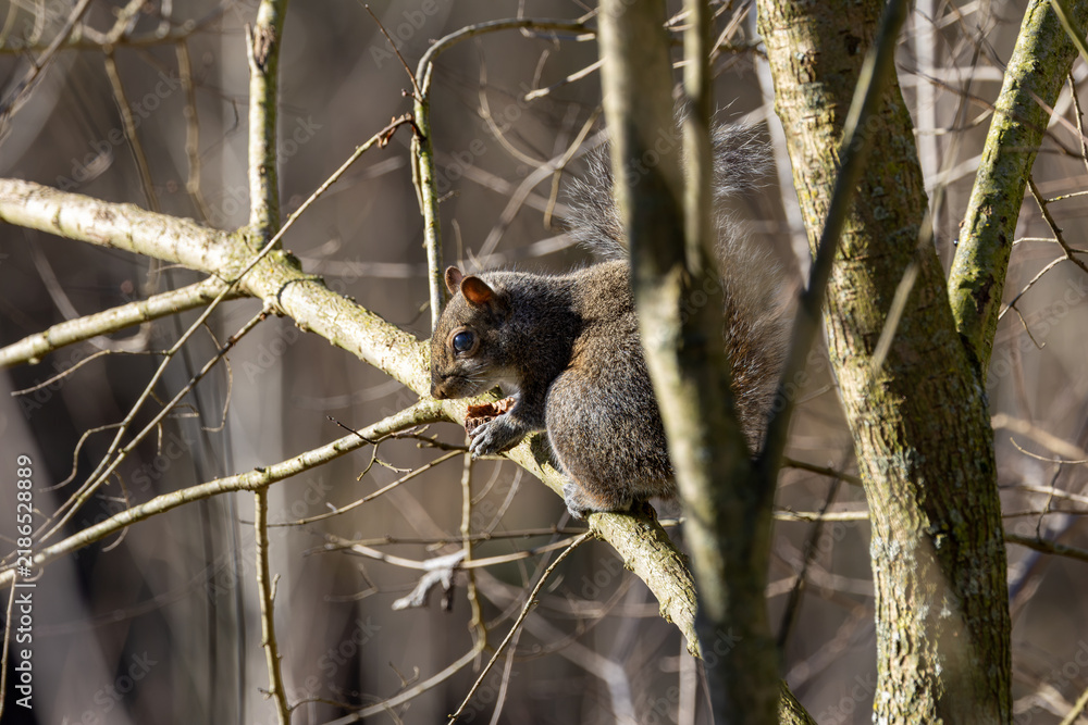 Obraz premium Grey squirrel feeding on a branch