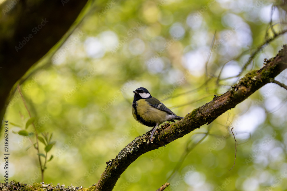 Obraz premium Adult great tit perched in a tree
