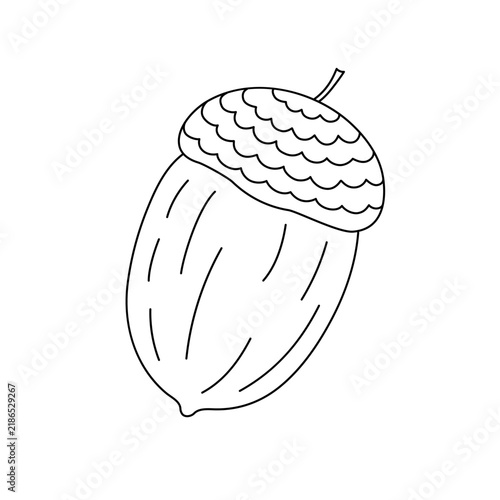 Acorn, oak tree seed, simple hand drawn outline vector illustration, autumn fall design element, thanksgiving holiday celebration, harvest time concept, decor