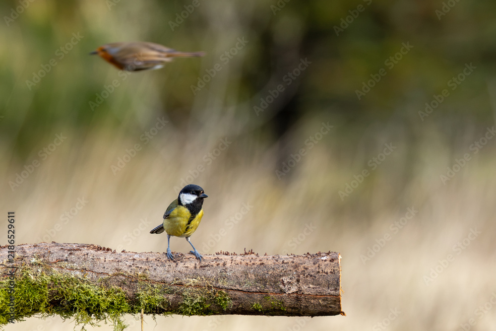 Obraz premium Adult great tit on a mossy log