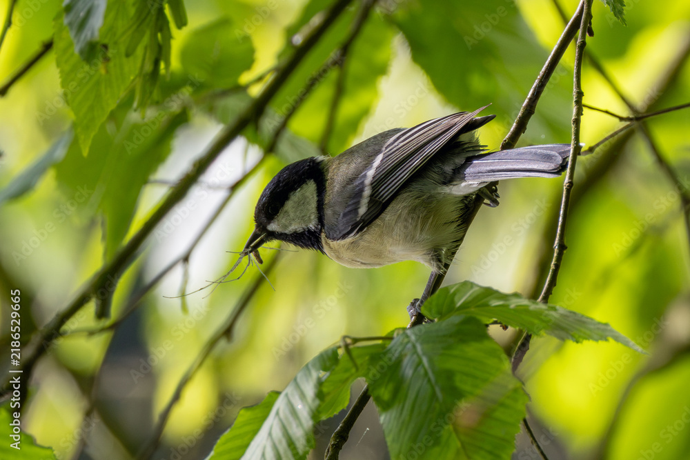 Fototapeta premium Adult great tit foraging among leaves
