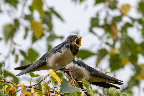 Foto Juvenile barn swallow begging for food