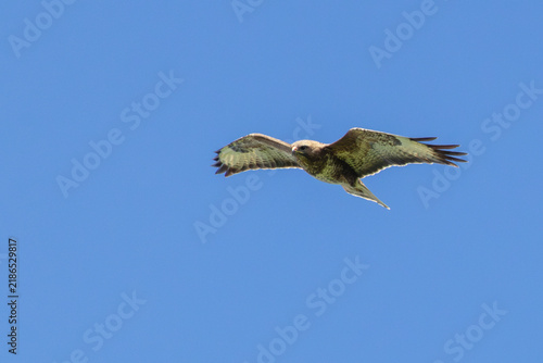 Common buzzard soaring in a blue sky