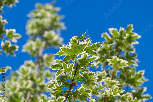 Vibrant green leaves of Acer platanoides Drummondii dance under the bright blue sky on a sunny day