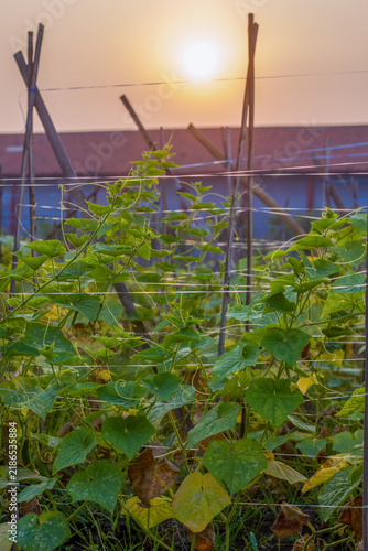 Bild auf Leinwand Organic bitter gourd vine with green foliage growing vertically with support structures in a rural field under fresh morning sunlight