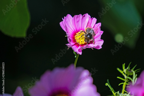 macro of a bee on a cosmos flower