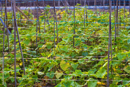 Canvastavla Organic bitter gourd vine with green foliage growing vertically with support structures in a rural field under fresh morning sunlight