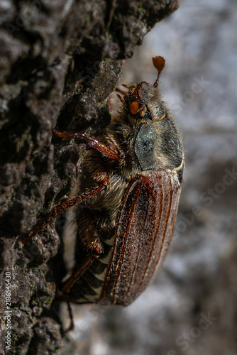 Bild auf Leinwand Common Cockchafer (Melolontha melolontha) in the Zwillbrocker Venn Nature Reserv
