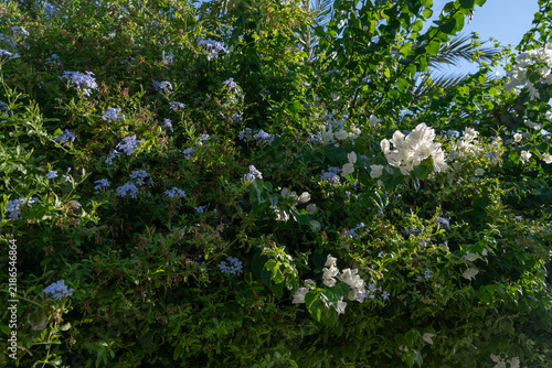 Fotografía White bougainvillea and pale blue plumbago flowers growing together in dense gre