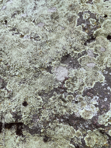 Close-up texture of pale green lichen growing on tree bark