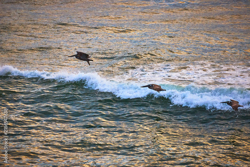 Pelicans Flying Low Over Ocean Waves at Sunset Near Beach in San Diego California