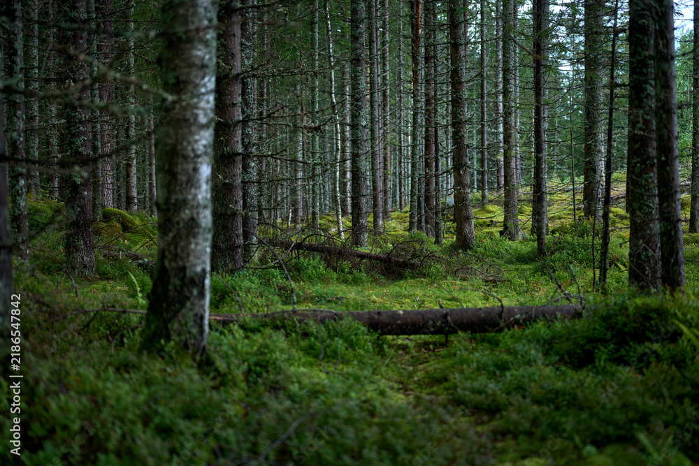 Obraz premium Deep Dense Nordic Spruce Forest with Fallen Tree Trunk and Green Moss Ground