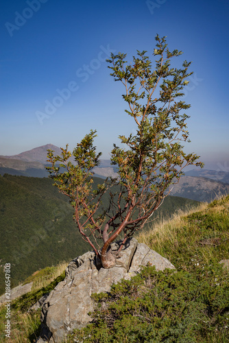 Solitario alberetto nato sulla roccia in montagna