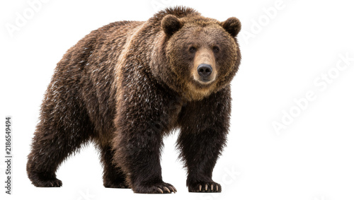 Photography Large brown grizzly bear standing, isolated on transparent background