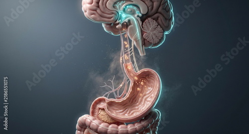 Digestive brain axis appetite regulation with stomach, hormone signaling, and hypothalamus response to fullness cues