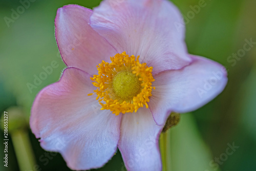 macro of an Eriocapitella hupehensis flower