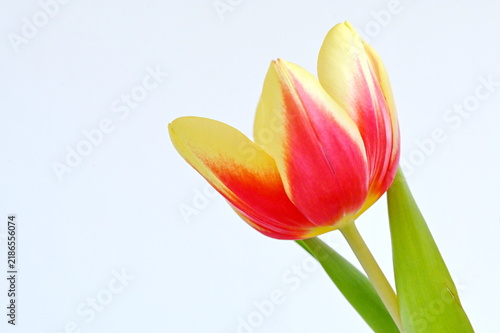 Tapety artystyczne Tulpe