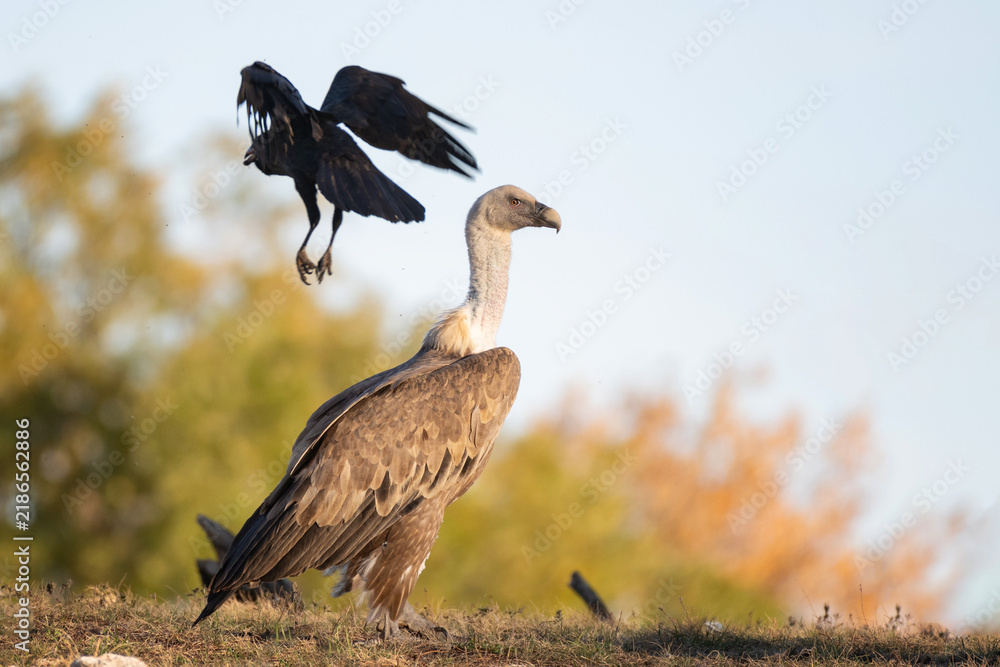 Obraz premium Griffon vulture looking around in wild nature with flying raven