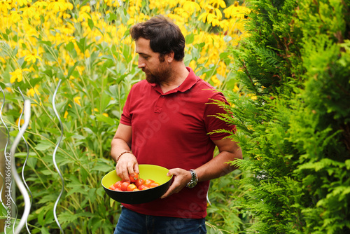 Canvas Print Gardener harvesting fresh homegrown vegetables on a sunny summer day