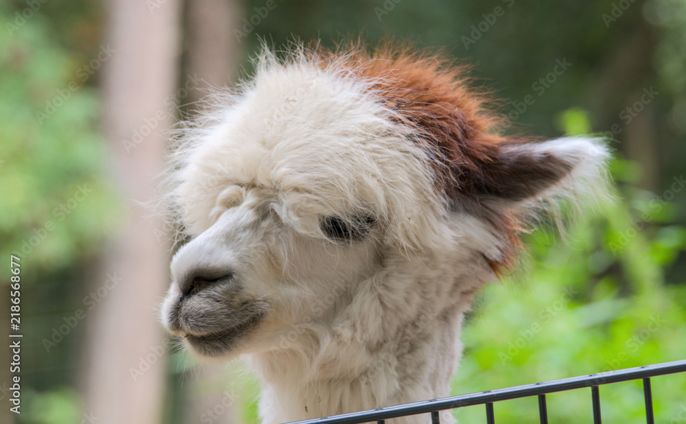 Obraz premium very funny portrait of an Alpaca, close up