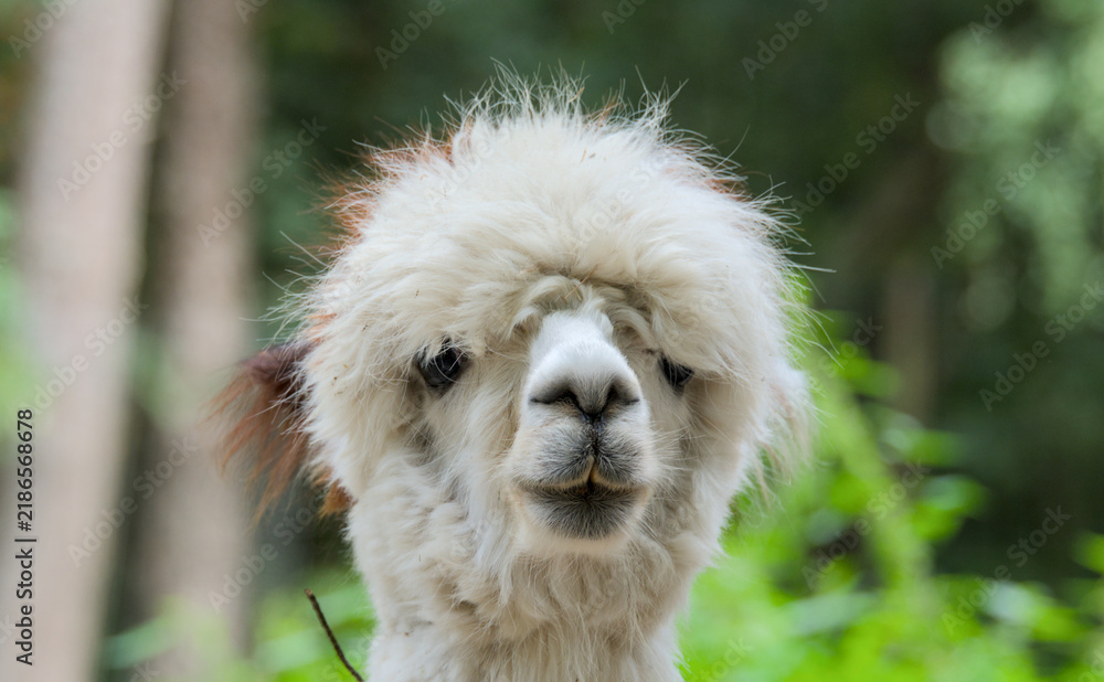 Obraz premium very funny portrait of an Alpaca, close up