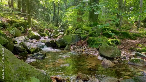 static 1-minute 4K loop of a clear mountain stream flowing through a lush green forest with ferns, mossy rocks, and the sound of the river.