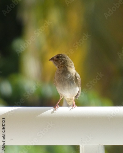 Bild auf Leinwand Jeune petit oiseau posé